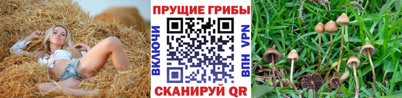 ОМГ ОМГ tor  Исилькуль  Галлюциногенные грибы Magic Shrooms  как найти наркотики 